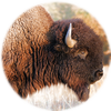 Clearfield Bison